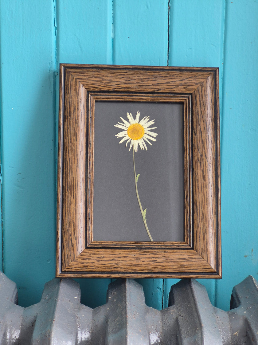 Cadre floral Marguerite