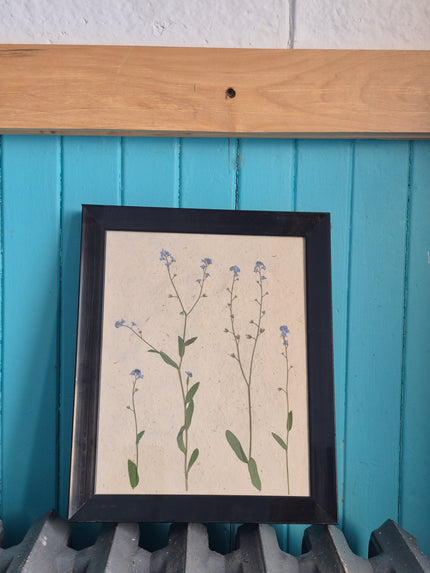 Cadre floral Myosotis
