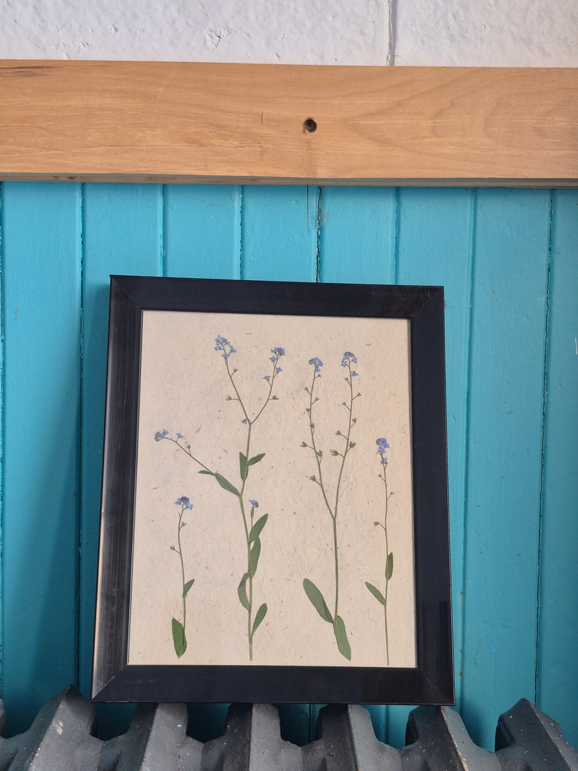 Cadre floral Myosotis
