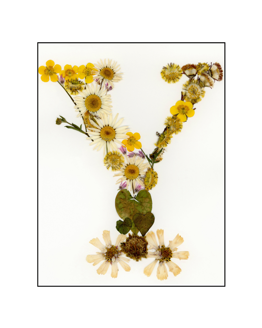 Affiche - Alphabet Floral - Y (8"x10")