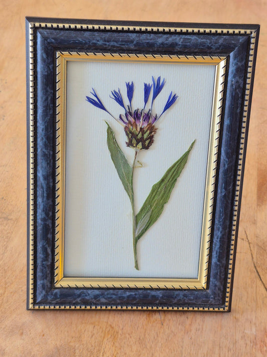 Cadre - Centaurée bleuet