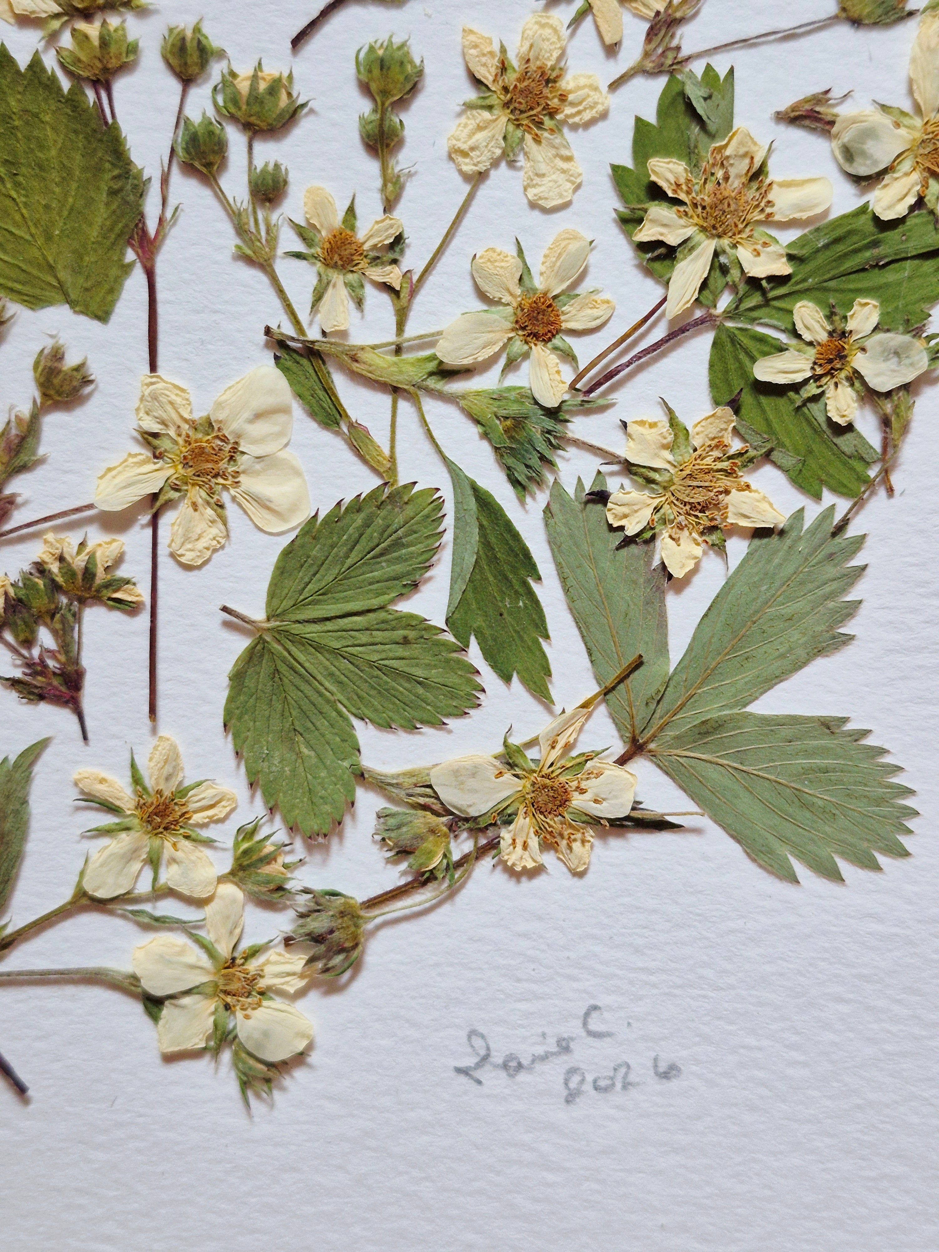Oeuvre florale- Lune des fraises