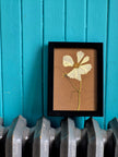 Cadre floral Cosmos blanc