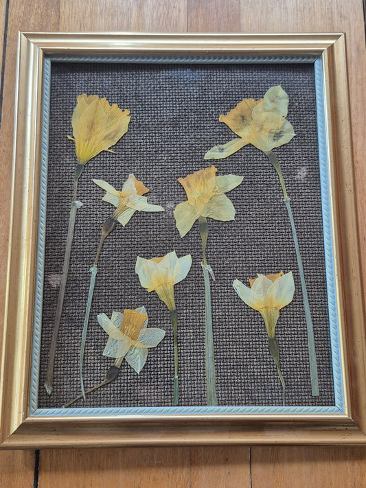 Cadre - Champ de jonquilles