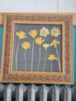 Cadre floral Champ de jonquilles