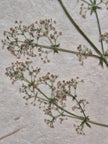 Composition florale artisanale sur papier Lokta 