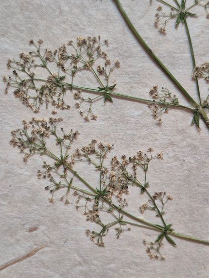 Composition florale artisanale sur papier Lokta 