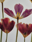 Oeuvre florale - Simplement Tulipes