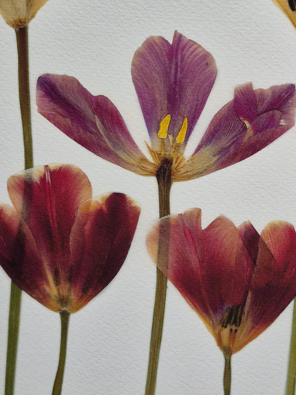 Oeuvre florale - Simplement Tulipes